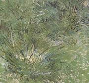 Vincent Van Gogh Clumps of Grass (nn04) USA oil painting reproduction